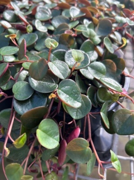 Peperomia Ruby Cascade